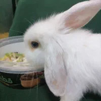 خرگوش مینیاتوری