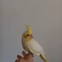 عروس هلندی جوجه نر