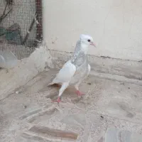 جوجه طوقی|پرنده|اصفهان, سرشبادران|دیوار