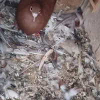 سرخ ماده فروشی ویک جفت چپ نر ویک خال ماده فروشی