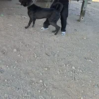 سگ ماده ژرمن با توله هاش