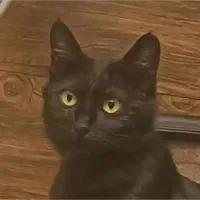 واگذاری گربه سیاه ماده