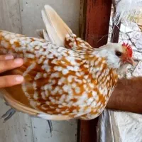 مرغ تورنگین