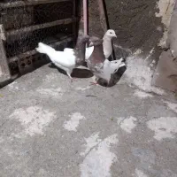 کبوتر ماده سالم جوجه پارسال آماده جفت سبزفروخته شد