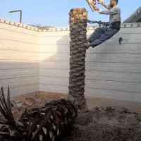 قطع نخل بریدن درآوردن ریشه نخل سم پاشی درخت منزل