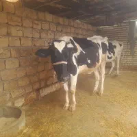 گاو|حیوانات مزرعه|حمیل, |دیوار