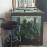 فروش آکواریوم تکمیل و حرفه ای