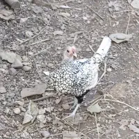 مرغ خروس سیبرایت (چینی)|حیوانات مزرعه|کوچصفهان, |دیوار