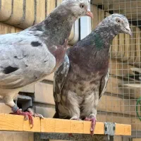 کبوتر پرشی|پرنده|سیرجان, |دیوار