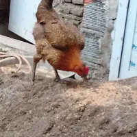 مرغ سالم هستن تخم مرغ میزارن