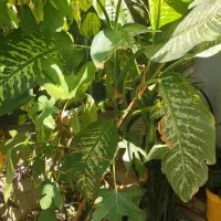 فروش فوری گل