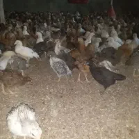 جوجه مرغ خروس بومی