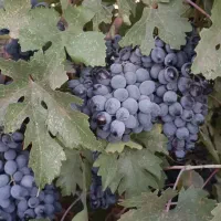 فروش انگور سیاه دیم