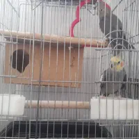 دو جفت عروس هلندی با قفس نو