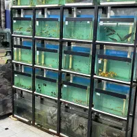 ماهی آکواریم آبنوس