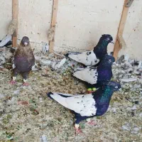 سینه کفتر  پرشی|پرنده|شیراز, دروازه قران|دیوار