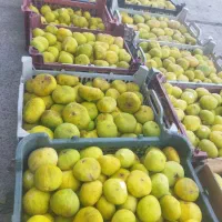 انجیر زرد وقرمز تایبت