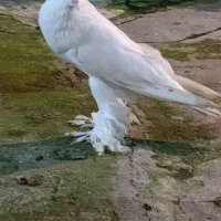 کبوتر ابومریم بادکنکی زینتی|پرنده|چمستان, |دیوار