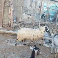 فروش  میش چاق و بز