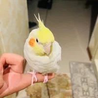 عروس هلندی