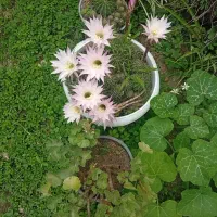 کاکتوس گلدار
