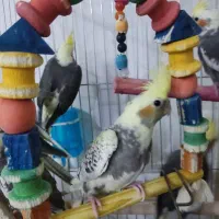 عروس هلندی