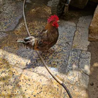 مرغ و خروس