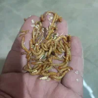 میلورم|خزنده|شیراز, لاله|دیوار