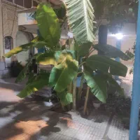 نهال موز فروشی