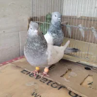 کفتر سینه|پرنده|شیراز, کوشک میدان|دیوار