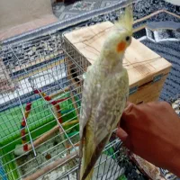 عروس هلندی ماده