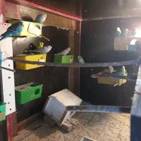 مرغ عشق مولد و سالم بافت