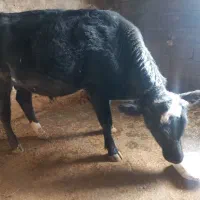 گاو نر|حیوانات مزرعه|فیروزآباد (لرستان), |دیوار