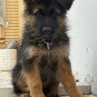 ژرمن شولاین مو بلد 3ماهه|سگ|نیشابور, هفده شهریور|دیوار