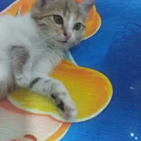 واگزاری رایگان گربه