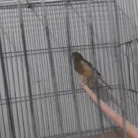 قناری نر مست خون شلاقی