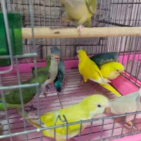راهب سرلاکی و دم دون خور|پرنده|تهران, سجاد|دیوار
