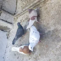 کفتر|پرنده|شیراز, کوشک میدان|دیوار