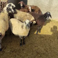 گوسفند میش چاق|حیوانات مزرعه|بشاریات, |دیوار