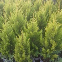 کاج لاوسون پالم واشنگتنی یاس هلندی سیکاس