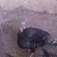 بوقلمون محلی