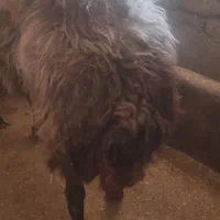 قوچ هترو به شرط پرش