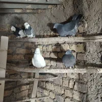 کفتر تهرانی پرشی|پرنده|پیشوا, |دیوار