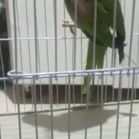 طوطی ملنگو