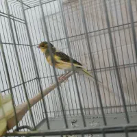 قناری نر جوان درشت و بخون