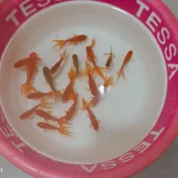 ماهی قرمز ساده سه پر تعداد ۲۵۰ عدد