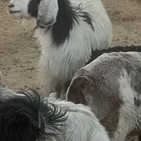 کهره گیسه بره میش وبزجوان