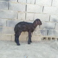 بره شیرخوار  ماده افشاری لنگ دوقلو