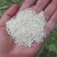 طارم هاشمی