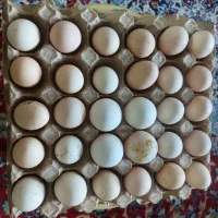 تخم مرغ رسمی تازه و باطعم خوشمزه